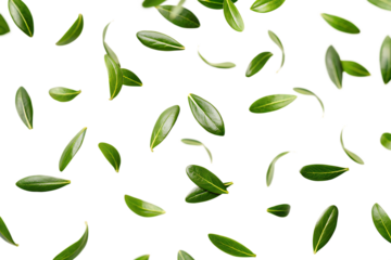  green leaves falling separately swirling isolated on white background PNG