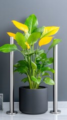 Yellow-leafed plant in gray pot, modern interior, minimalist decor, home styling