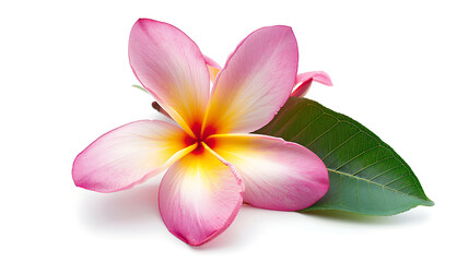 Naklejka premium Frangipani with Leaf Isolated on White