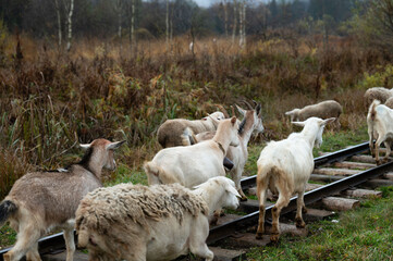 Sheep And Goats Wander Along