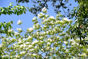 あいな里山公園、新緑、若葉