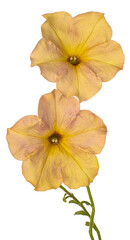 petunia flower isolated