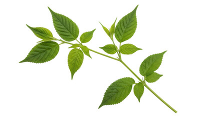 Isolated green leaves branch