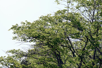 あいな里山公園、新緑、若葉