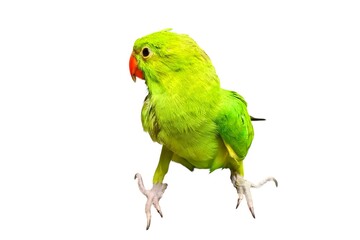 Green parrot on white background