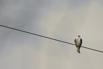 A vibrant  Black winged kite perched with red eye  on a electric wire, against a plain grey sky.