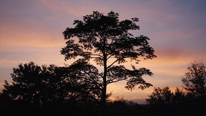 Silhouette of a large tree against a colorful sunset sky. The scene features various shades of orange, pink, and purple, creating a serene atmosphere.