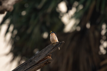 Close up of a Brahminy starling on a dry branch singing with its beak open against a natural blurred background.