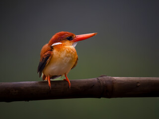 A beautiful rufous-backed kingfisher perches on a branch