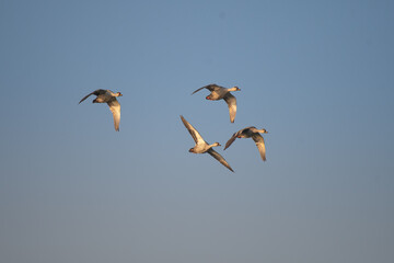 Four wild ducks flying gracefully in formation against a clear blue sky during golden hour.