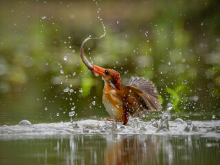A beautiful rufous-backed kingfisher perches on a branch