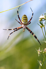 A Wasp Spider (Argiope bruennichi) female, recognizable by its distinctively black and yellow striped abdomen. 
