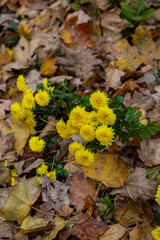 yellow leaves on the ground