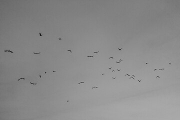 flock of birds