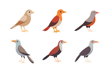 set of babbler bird vector illustration