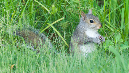 Obraz premium squirrel in the grass