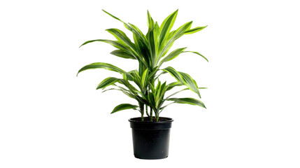 Dracaena, black pot, transparent background