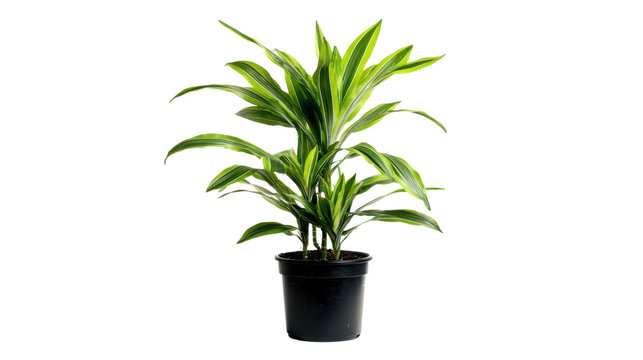 Dracaena, black pot, transparent background