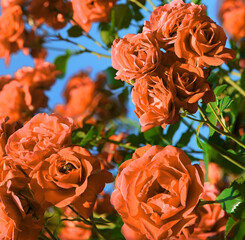 Natural background of rose bush