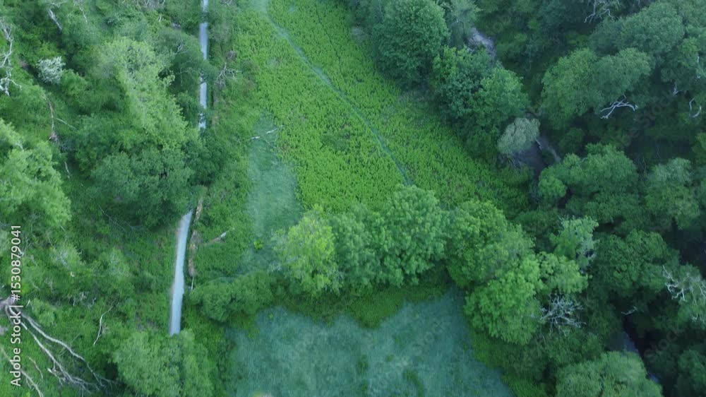 Aufkleber top down aerial view of forest path with various felled trees and dense fern covered fields. british