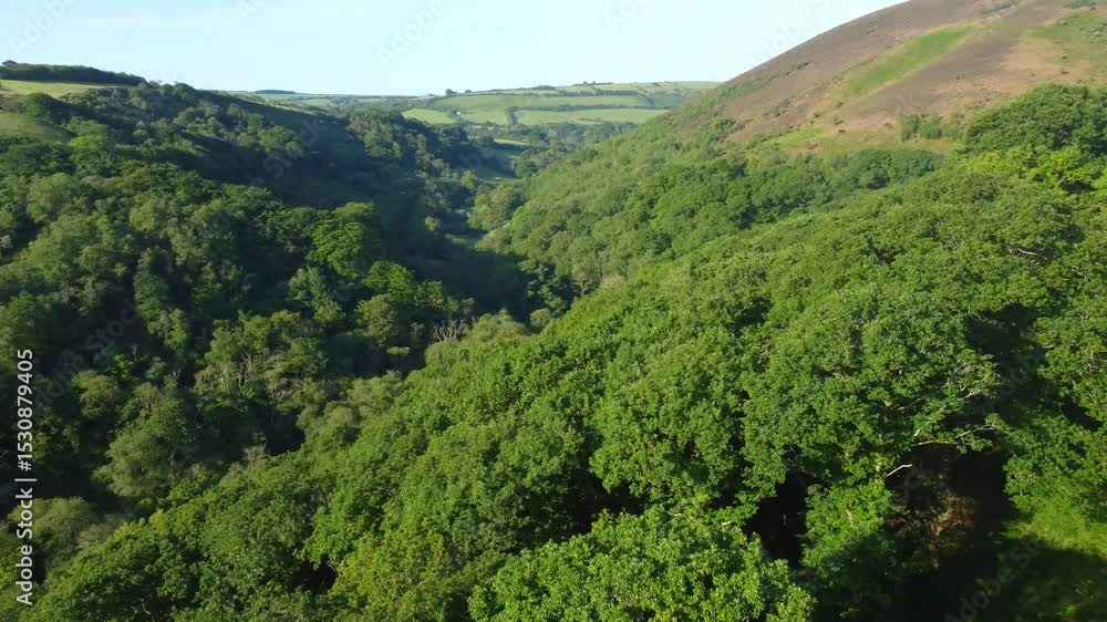 Poster establishing aerial shot of thick forest in summer with fields and moorland in background. trees in 
