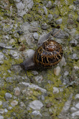 snail on a stone