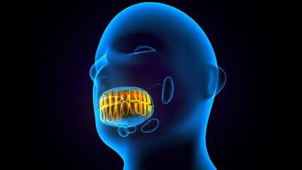 female teeth structure anatomy. 3d render