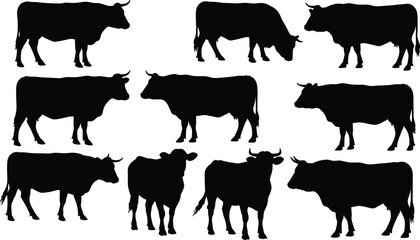 Silhouettes of cows in various standing and grazing poses, black farm animal vector set isolated on white background, livestock illustration for agriculture and design
