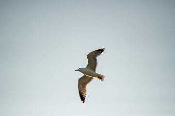 flying seagull with spread its wings