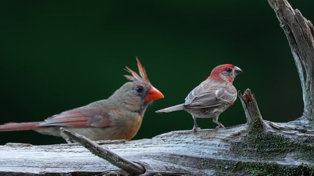 House finch and female cardinal looking for food on fallen cedar log