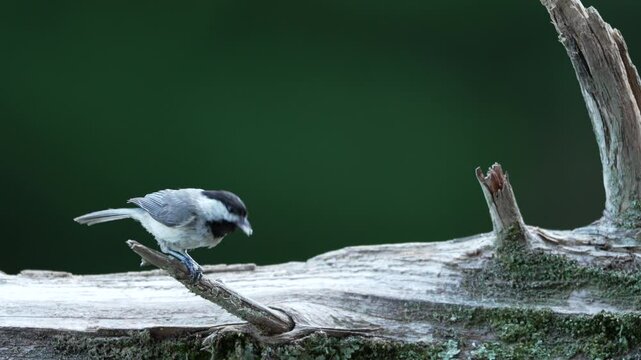 Carolina chickadee looking for food on fallen cedar log, slow motion