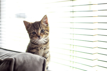 Cute fluffy pet kitten sits on the living room sofa in front of a bright window
