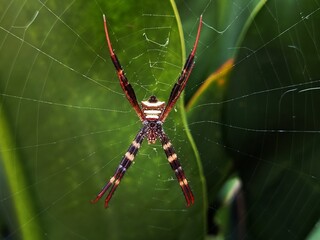 argiope anasuja spider on web