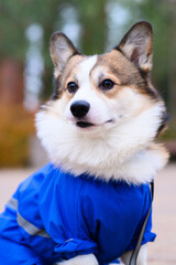 Pembroke Welsh Corgi dog in blue waterproof overalls with reflective stripes sits outside and looks away. Clothes for walks in rainy and cold weather, protection from dirt and moisture