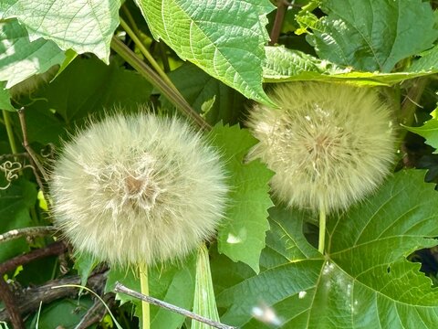 dandelion seed head