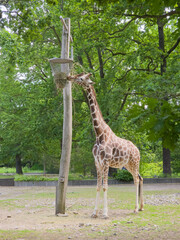 Giraffe Eating From Feeder at Zoo

