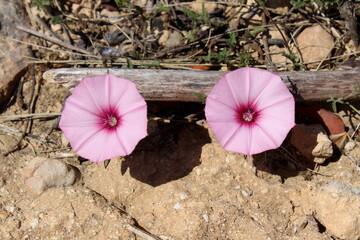 rosa Winde auf Mallorca Spanien 