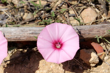 rosa Winde auf Mallorca Spanien 
