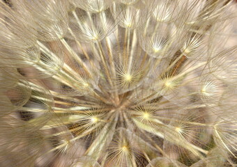 gro&szlig;er Bocksbart, Tragopogon dubius, Pusteblume Nahaufnahme