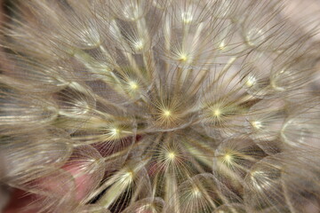 gro&szlig;er Bocksbart, Tragopogon dubius, Pusteblume Nahaufnahme