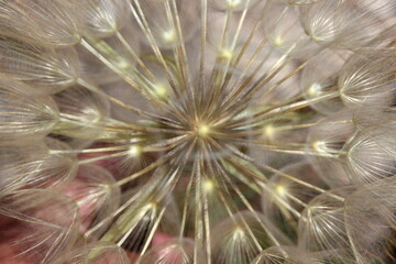 gro&szlig;er Bocksbart, Tragopogon dubius, Pusteblume Nahaufnahme