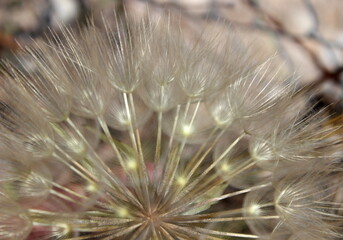 gro&szlig;er Bocksbart, Tragopogon dubius, Pusteblume Nahaufnahme