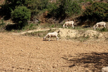 Schafherde , Schafe mit Lämmern 