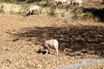 Schafherde , Schafe mit L&auml;mmern 