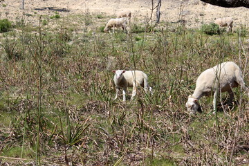 Schafherde , Schafe mit L&auml;mmern 