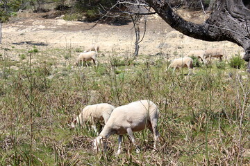 Schafherde , Schafe mit L&auml;mmern 