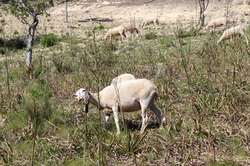 Schafherde , Schafe mit L&auml;mmern 