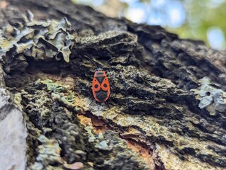 Firebug on Tree Bark Close-Up. A macro photograph of a firebug (Pyrrhocoris apterus) resting on the textured bark of a tree, surrounded by moss and lichen. The insect's bright red and black coloration