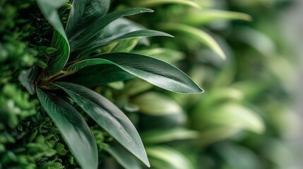 Close-up of lush green leaves, vibrant and full of life.
