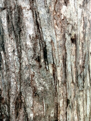 Close-up of Rough Bark Texture on Tree Trunk in Natural Outdoor Setting